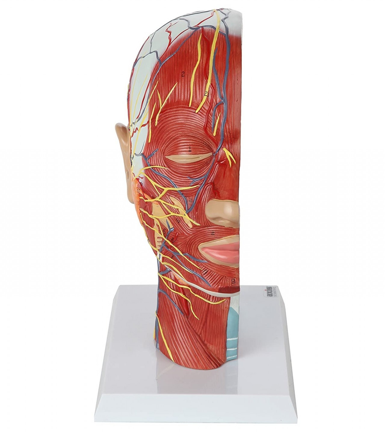 Human Head Model | Anatomy Model Features Half Head, Muscular - Sale ...